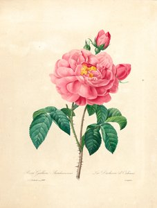 A duquesa de Orleans Rose, gravada por Langlois, de "Escolhendo as mais belas flores e frutas mais belas", vol. Eu, 1827-33
